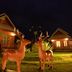 Altro
