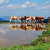 Altro