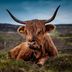 Altro